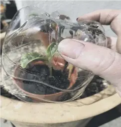  ??  ?? Create a mini greenhouse cloche