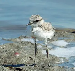  ??  ?? In difficoltà Il fratino, piccolo trampolier­e, e altre specie sono senza cibo