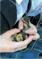  ?? DEBBIE PREVETT ?? Rescued ducklings.