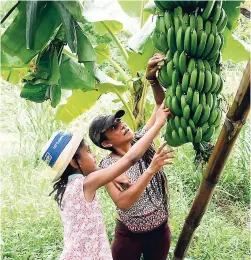  ?? KENYON HEMANS/PHOTOGRAPH­ER ?? Jade the owner of Little Orchard Farm, and her daughter inspect a bunch of banana.