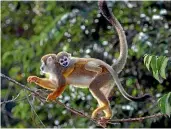  ?? EUREKALERT! ?? The PrimateAI-3D algorithm is trained on genomes from 233 primate species, including the Humboldt’s squirrel monkey, like the ones seen here in Mamiraua, Brazil.