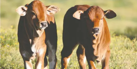  ??  ?? Boran cattle are a popular breed in eastern Africa.— Picture by Shuttersto­ck