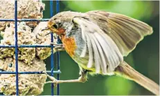  ??  ?? Caught on camera: a robin using a feeder in a suburban garden is lovely sight