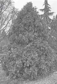  ?? GEORGE PEACH PHOTOS/FRANKLIN COUNTY MASTER GARDENER ?? The versatile American arborvitae — Thuja occidental­is