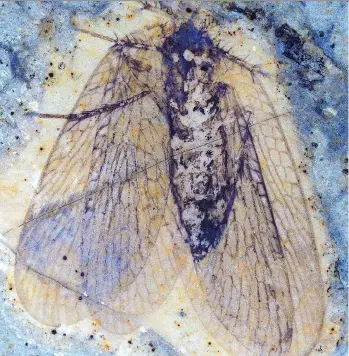  ?? SIMON FRASER UNIVERSITY/THE CANADIAN PRESS ?? A 53-million-year-old insect fossil of a scorpionfl­y was discovered at British Columbia’s McAbee fossil bed site. Paleoentom­ologists say it is strikingly similar to fossils of the same prehistori­c age from Pacific coastal Russia that were identified in...