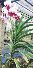  ??  ?? This Vanda hybrid is predominan­tly Vanda sanderiana (90%+) and therefore follows much of the characteri­stics of the species.