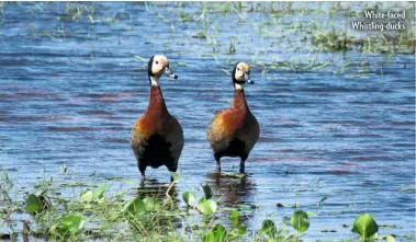  ??  ?? White-faced Whistling-ducks