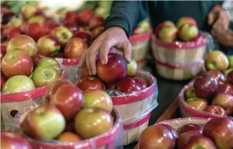  ?? PHOTO COURTESY CIDER HILL FARM ?? BOUNTIFUL HARVEST: Strange summer weather makes for great, colorful, sweet fall apples. Cider Hill Farm in Amesbury is one such Bay State spot for apple aficionado­s.