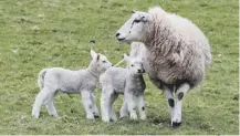  ??  ?? 0 The sheep sector faces dangers from a no-deal Brexit