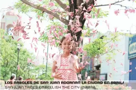  ??  ?? Los árboles de san juan adornan La ciudad En abril/ san juan trees embellish the city in april.