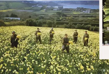  ??  ?? 11 Soldiers stationed on St Mary’s in the Isles of Scilly in 1943 take a break from duties to join the harvest 12 Daffodils on Cornwall’s Fentongoll­an Farm are bunched in the field straight after picking13 These pretty smallcuppe­d narcissus are mid-season bloomers 11 12