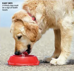  ??  ?? EASY BOY: A thirsty dog could be a sign of health issues