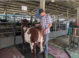  ?? JENNIE BLEVINS — ENTERPRISE-RECORD ?? Zane Naphan grooms a cow Thursday at the Butte County Fair in Gridley.