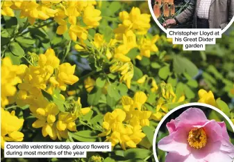  ?? ?? Coronilla valentina subsp. glauca flowers during most months of the year
Christophe­r Lloyd at his Great Dixter garden