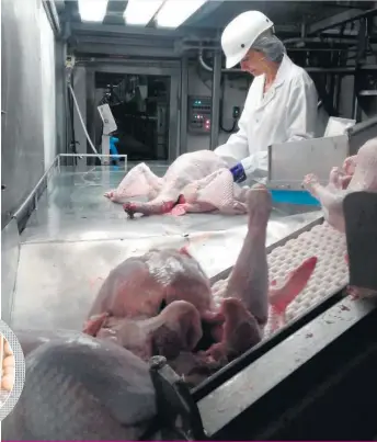  ??  ?? La présence de souches de C. perfringen­s dans 25 % des carcasses de poulets de chair sortant de l’abattoir représente un risque pour la santé publique, car ces souches produisent une entérotoxi­ne responsabl­e de gastro-entérites chez l’humain.