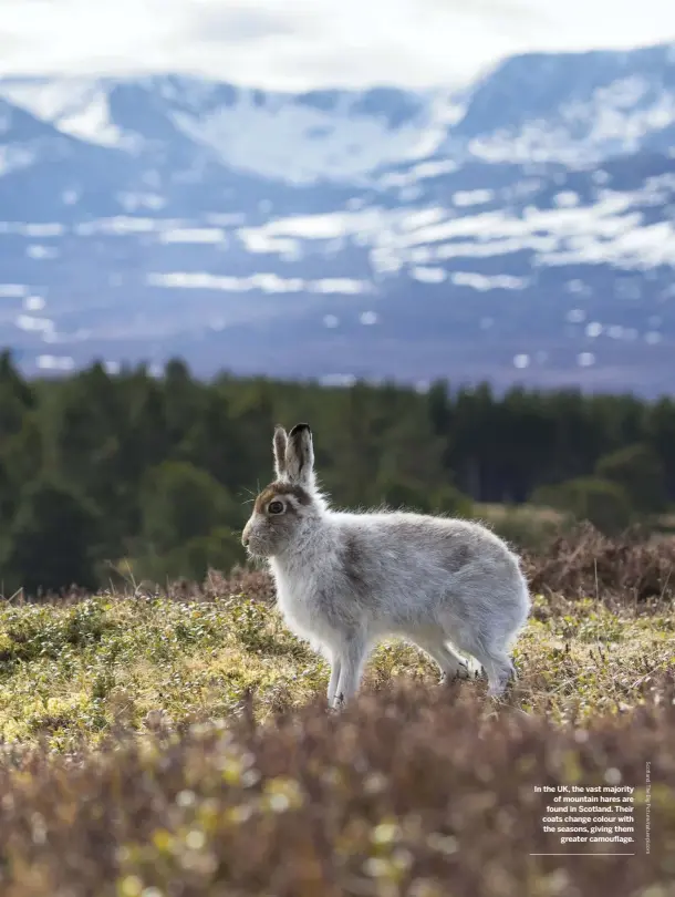  ??  ?? In the UK, the vast majority of mountain hares are found in Scotland. Their coats change colour with the seasons, giving them greater camouflage.