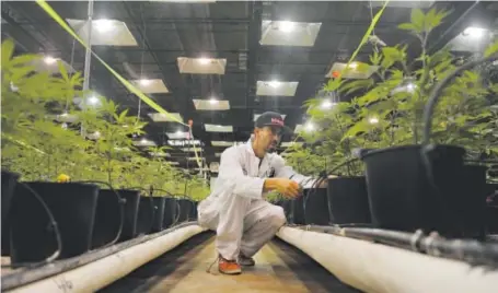  ??  ?? Omar Juarbe inspects marijuana plants at LivWell’s cultivatio­n facility, one of the largest cannabis grows in the state. After having tens of thousands of plants put on hold in April because of pesticide use, LivWell still lists some of the banned...