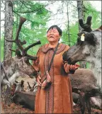  ??  ?? Liuxia, the hunter, feeds salt to the reindeers in the hinterland of the Greater Khingan Mountains. Salt is necessary for reindeers to supplement sodium to maintain their blood pressure.