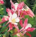  ?? Annie’s Annuals & Perennials photos ?? Columbine Blue Barlow, top, and Rose Queen, above.