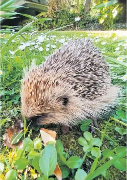  ?? ?? Campaign Funded by The British Hedgehog Preservati­on Society, the aim of the link up is to improve awareness of hedgehogs for college staff and students