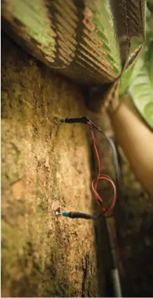  ?? ?? Relève les données de circulatio­n de flux de sève sur un arbre, situé sur une parcelle de la station de recherche des Nouragues. Ce projet de recherche cherche à comprendre la réaction des arbres face aux variations de l’humidité et au stress hydrique de la saison sèche. Brume matinale sur la forêt des Nouragues. L’un des pylônes du COPAS émerge de la canopée. C’est sur l’un d’eux, qu’est mis en place le système de “mesure Nouraflux”, installé par le CNRS en octobre 2014. Photos P-O Jay 97PX. Décembre 2015.