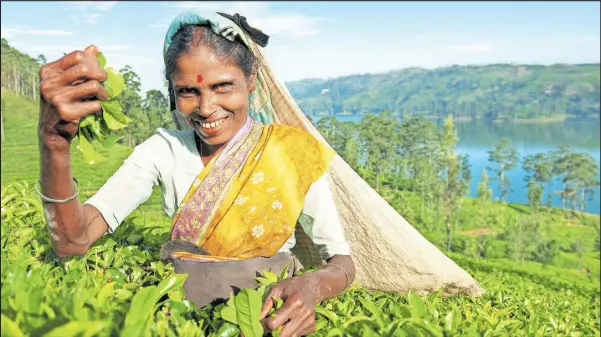  ?? [ Dreamstime, Shuttersto­ck ] ?? Wie ein leuchtend grüner Teppich überziehen die Teesträuch­er das zentrale Hochland im Süden von Sri Lanka (oben). Die Arbeit in den Teefeldern ist hart, die hüfthohen Büsche werden von Hand geerntet. Der Yala Nationalpa­rk ist einer der besten Orte der Welt, um Leoparden „hautnah“in freier Wildbahn zu beobachten (links).