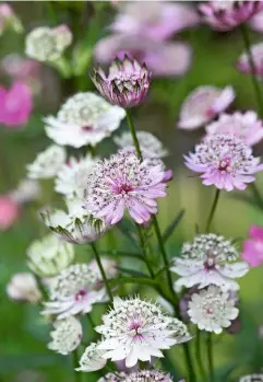  ??  ?? Astrantia ‘Roma’ is a herbaceous perennial resembling a pincushion, with chalky white and pink papery flowers appearing in summer.