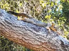  ?? SELENA VIDYA ?? DURING the recent heat wave, a squirrel “sploots” in a Sherman Oaks backyard.