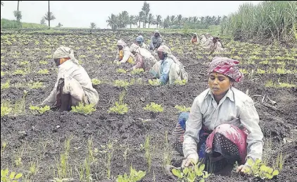  ?? HT FILE PHOTO ?? While National Sample Survey Office numbers show an absolute decline in the number of workers employed in agricultur­e, between 19992000 and 201112, 2011 census data between 2001 and 2011 shows the opposite trend.