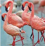  ??  ?? Colourful: Flamingos at Lake Bogoria