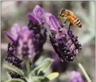  ?? (Democrat-Gazette file photo) ?? A bee hovers over a lavender bloom. Lavender can be tricky to grow in hot and humid climates.