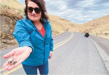  ?? CLAIRE RUSH/AP ?? April Aamodt holds a Mormon cricket as Oregon State University Extension Agent Jordan Maley, right, examines a road on June 17 in Blalock Canyon near Arlington, Oregon. Both are involved in local outreach for Mormon cricket surveying.