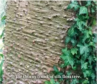  ??  ?? The thorny trunk of silk floss tree.