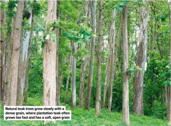  ??  ?? Natural teak trees grow slowly with a dense grain, where plantation teak often grows too fast and has a soft, open grain