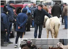  ?? LEFT: Patrick Fitzgerald surveys the Horse Fair on Thursday. Photos by Domnick Walsh ??