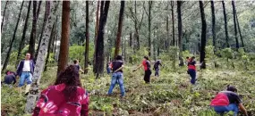  ??  ?? La empresa impulsa un programa de reforestac­ión en el área metropolit­ana.