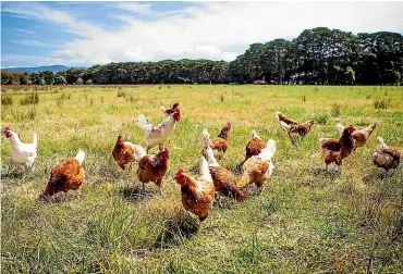  ??  ?? These chickens are clearly free range, but it hasn’t always been clear where our eggs come from. The Egg Producers Federation of New Zealand is working to make that more transparen­t.