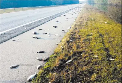 ?? Jeff Garrett ?? The Associated Press This Saturday photo provided by the North Carolina Department of Transporta­tion shows fish left on Interstate 40 in Pender County, N.C., after floodwater­s from Hurricane Florence receded.
