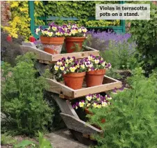  ?? ?? Violas in terracotta pots on a stand.