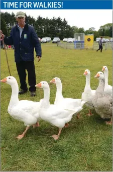  ??  ?? Donie Henderson at the sheep dog trails at Ballymacan Farm Collon.