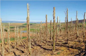  ?? FOTO: VERSKAF ?? BO: Die hoëdigthei­dwingerde bevat 8 333 stokke per ha. ’n Stok-by-paaltjie-wingerd kos maklik 70-100% meer om te vestig as ’n gewone vertikale lootposisi­oneringste­lsel. Die plantmater­iaal, pale en besproeiin­g dra veral by tot die koste....