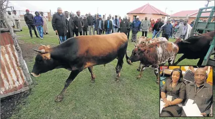  ?? Picture: LULAMILE FENI ?? ROYAL OCCASION: AmaHegebe and amaDlomo traditiona­l leaders inspect some of the cattle abaThembu and amaDlomo Chief Mfundo Bhovulengw­e Mtirara paid as lobola for his bride-to-be, amaHegebe princess Buyiselwa Holomisa of Lower Ngqungqu, near Mqanduli on...