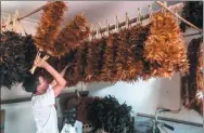 ?? HOANG DINH NAM / AGENCE FRANCE-PRESSE ?? A feather duster maker hangs his creations up to dry after pasting them onto sticks at a house in the outskirts of Hanoi, Vietnam.