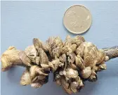  ?? B.C. MINISTRY OF ENVIRONMEN­T ?? The province says there will be more boats checked for zebra mussels and other invasive species this year.
