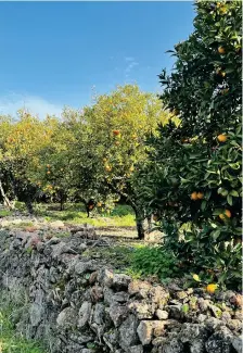  ?? ?? Orange groves