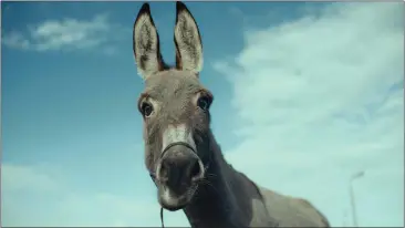  ?? JANUS FILMS ?? A wandering donkey gets lost in a forest primeval in the movie” EO.”