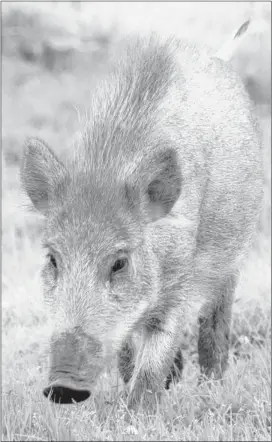 ??  ?? PHOTO BY PETR KRATOCHVIL Don’t be fooled by the piglet’s cuddly appearance. Wild hogs can carry diseases; they damage crops and hurt native animals either by eating their food or killing the animals themselves.