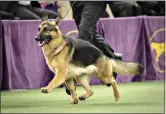  ?? (AP Photo/Julie Jacobson, File) ?? Rumor, a German shepherd, competes for Best in Show during the 141st Westminste­r Kennel Club Dog Show on Feb. 14, 2017, in New York. The German shepherd is among the top ten popular breeds for 2020.