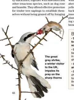  ??  ?? The great grey shrike, a winter visitor to the UK, impales its prey on the sharp thorns