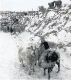  ??  ?? Snowy sheep in Cowpe by Karen Thorpe